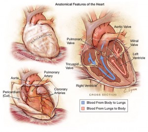 Cardiogenic shock